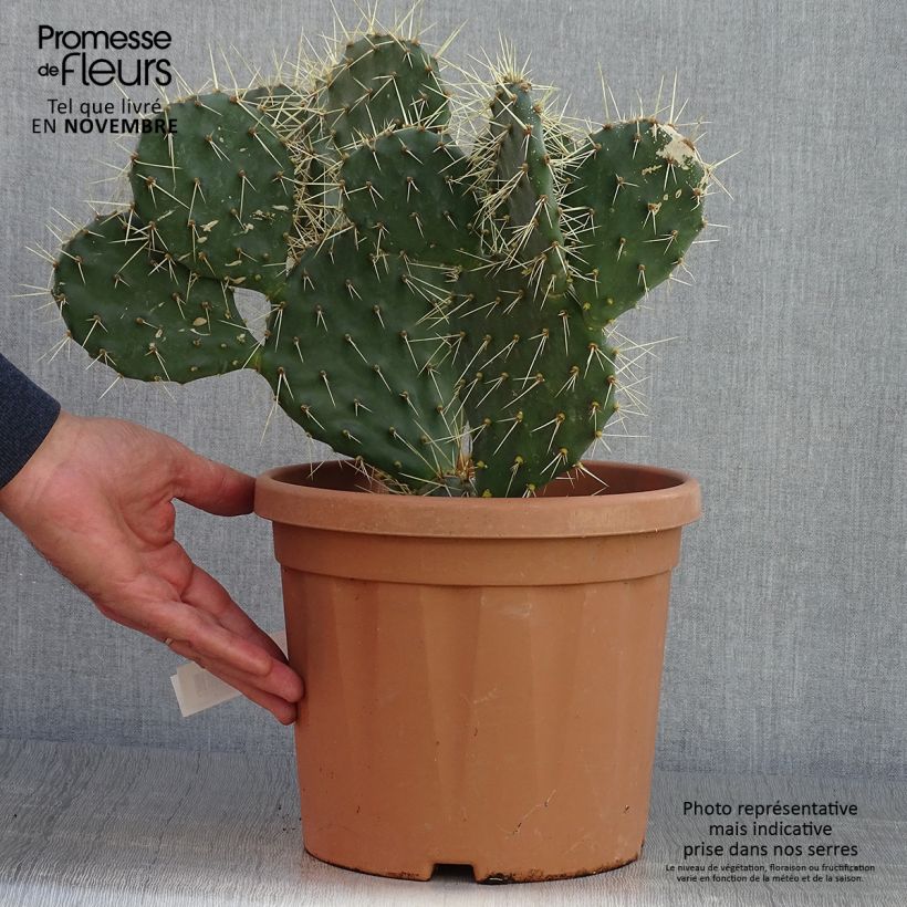 Example of Opuntia howeyi - Cactus raquette Pot de 4L/5L as you get in automne