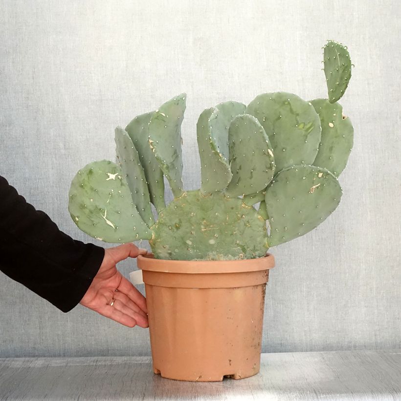 Example of Opuntia laevis - Cactus raquette Pot de 4L/5L as you get in automne