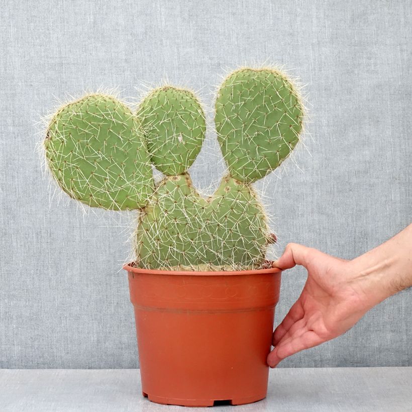 Example of Opuntia leucotricha - Cactus raquette Pot de 4L/5L as you get in automne