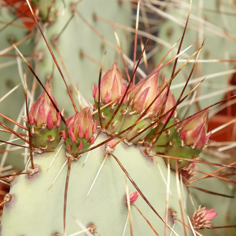 Opuntia macrocentra - Cactus raquette (Foliage)