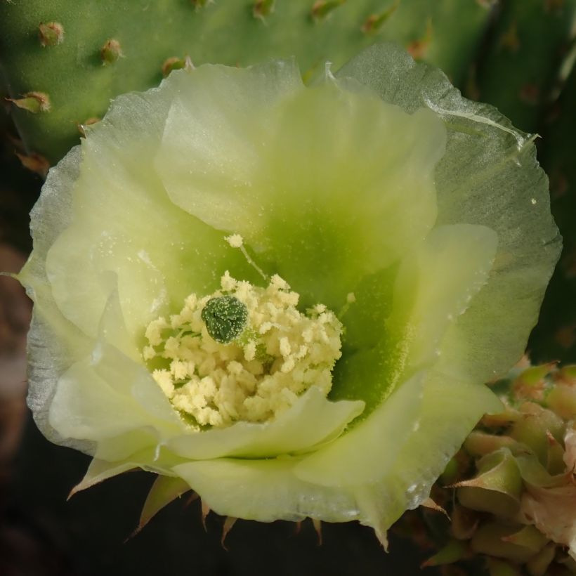 Opuntia microdasys Caress - Cactus raquette (Flowering)