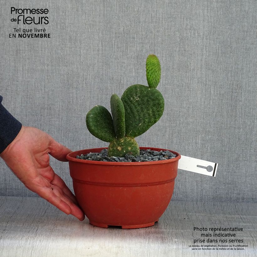 Example of Opuntia microdasys Caress - Cactus raquette Pot de 3L/4L as you get in automne