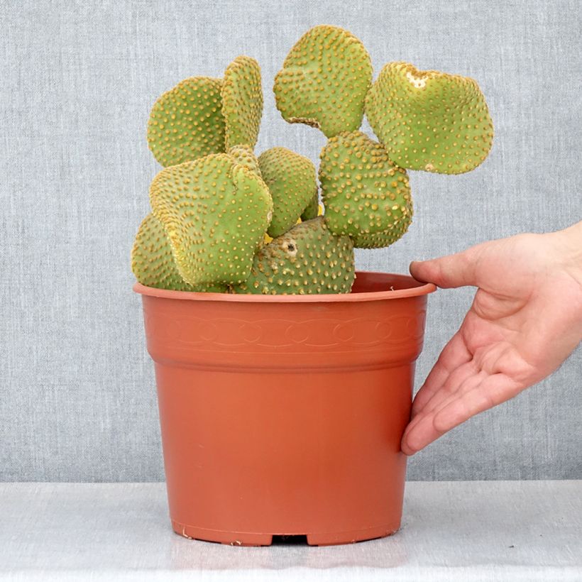 Example of Opuntia microdasys Undulata - Cactus raquette Pot de 4L/5L as you get in automne