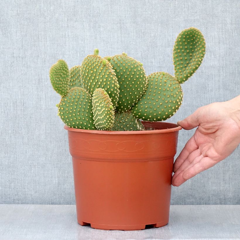 Example of Opuntia microdasys var. pallida - Cactus raquette Pot de 4L/5L as you get in ete