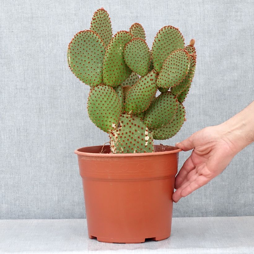 Example of Opuntia microdasys var. rufida - Cactus raquette Pot de 4L/5L as you get in automne