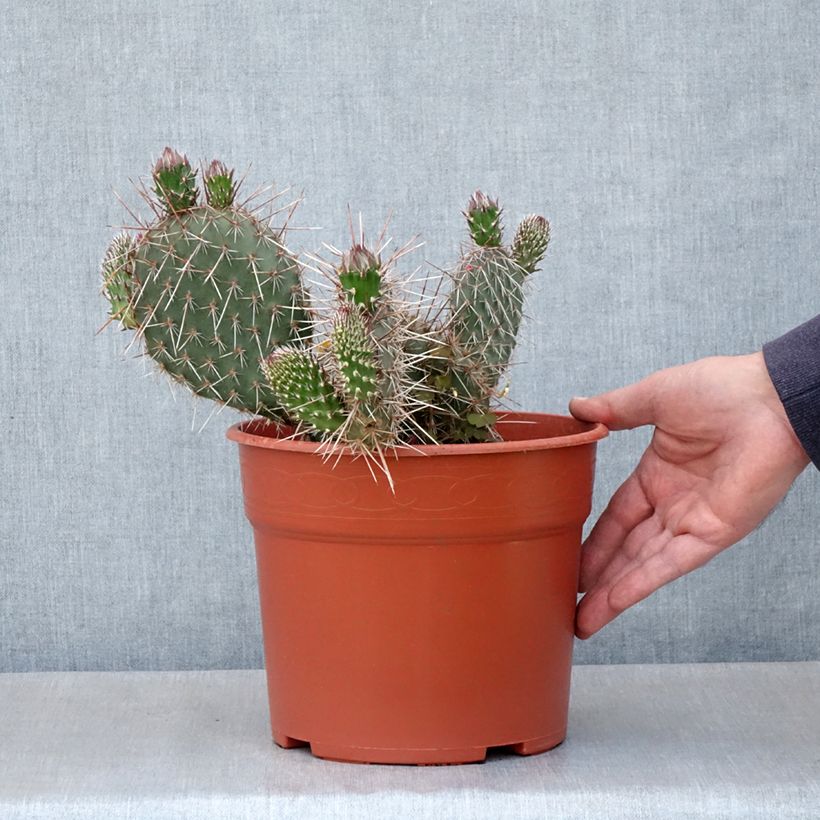 Example of Opuntia polyacantha - Cactus raquette Pot de 4L/5L as you get in ete