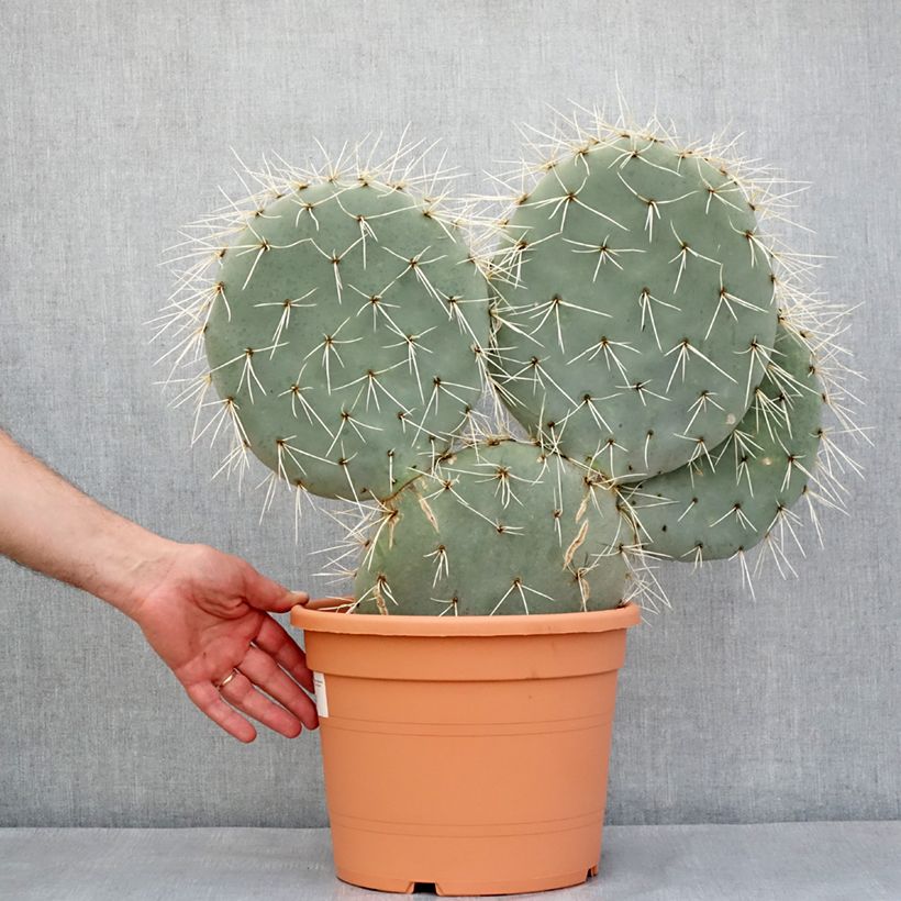 Example of Opuntia robusta - Cactus raquette Pot de 7,5L/10L as you get in printemps