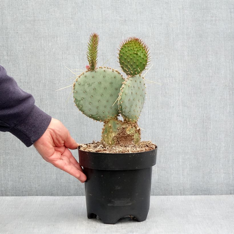Example of Opuntia santa-rita - Cactus raquette Pot de 3L/4L as you get in automne