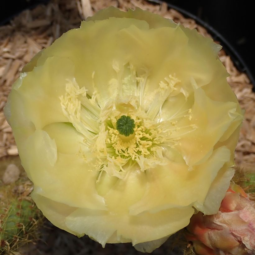 Opuntia scheeri - Cactus raquette (Flowering)