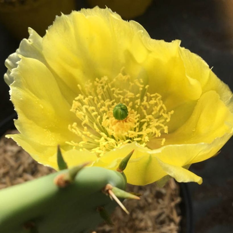 Opuntia semispinosa - Cactus raquette (Flowering)