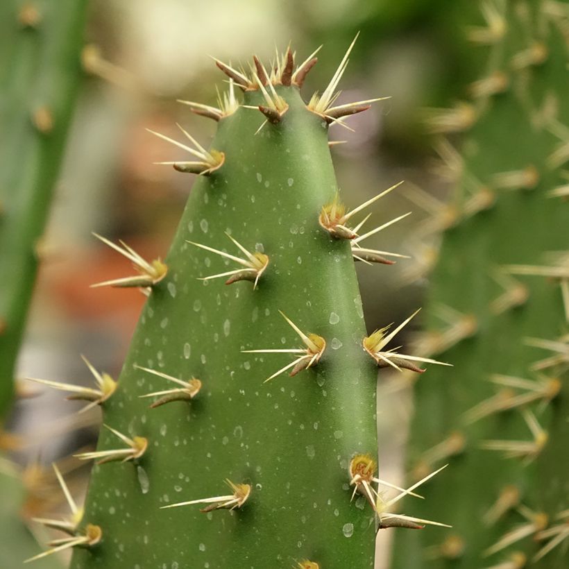 Opuntia semispinosa - Cactus raquette (Foliage)