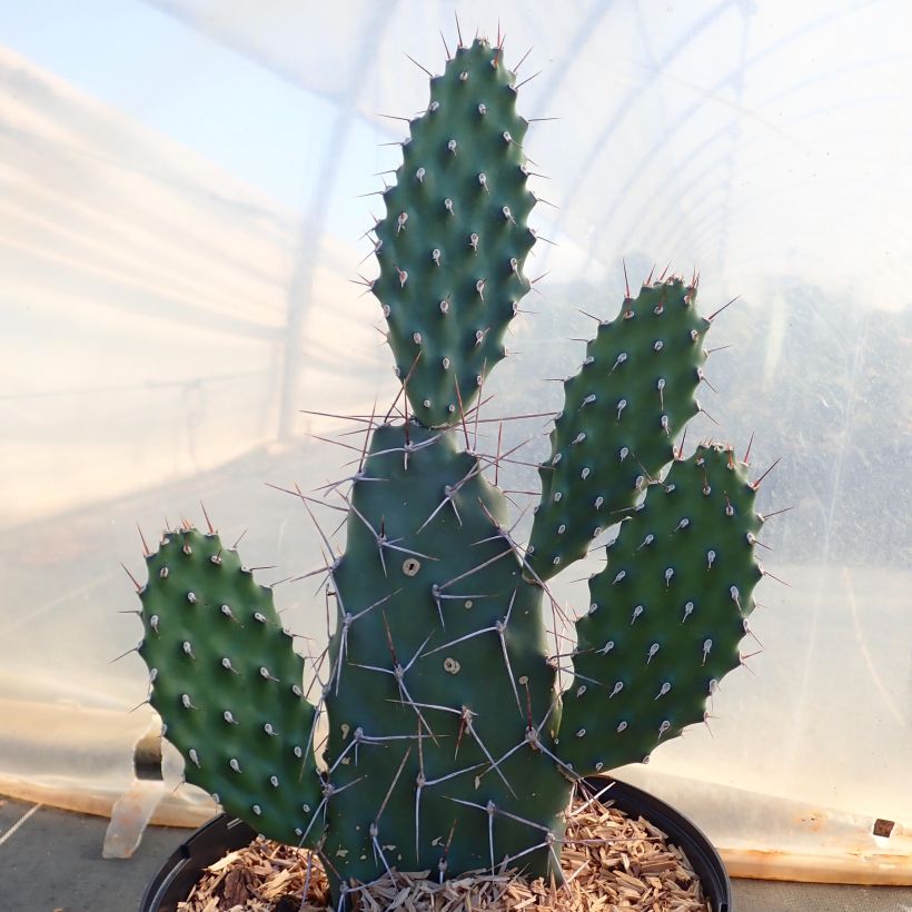 Opuntia sulfurea (sulphurea) - Cactus raquette (Plant habit)