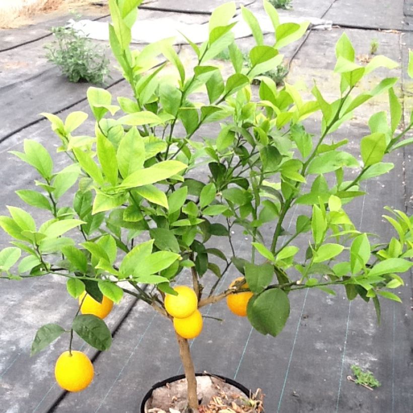 Oranger - Citrus sinensis (Plant habit)