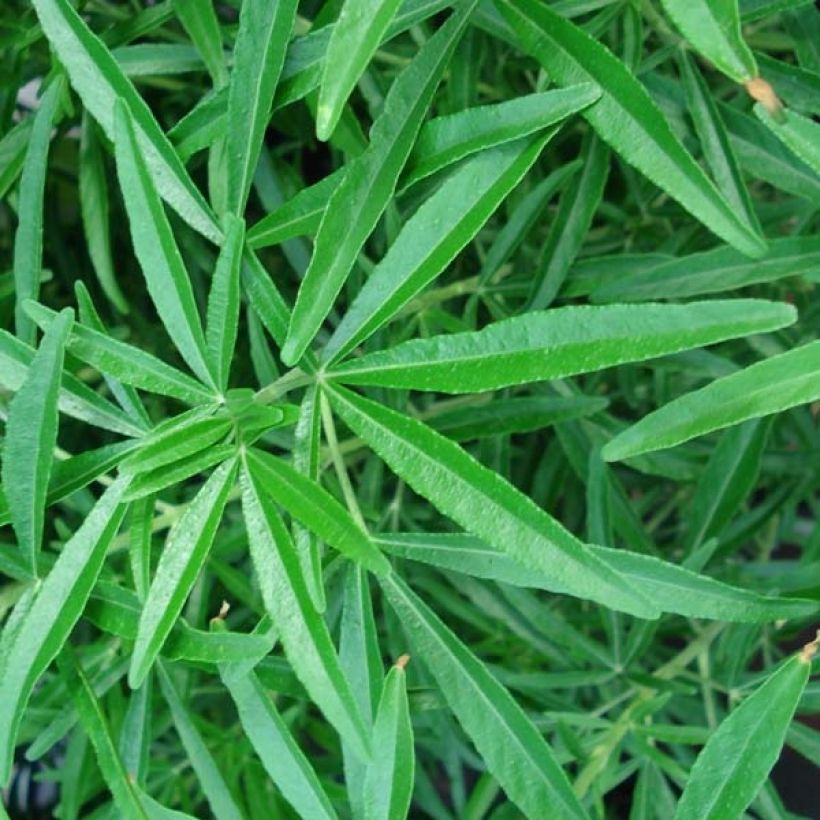 Choisya Aztec Pearl - Oranger du Mexique (Foliage)