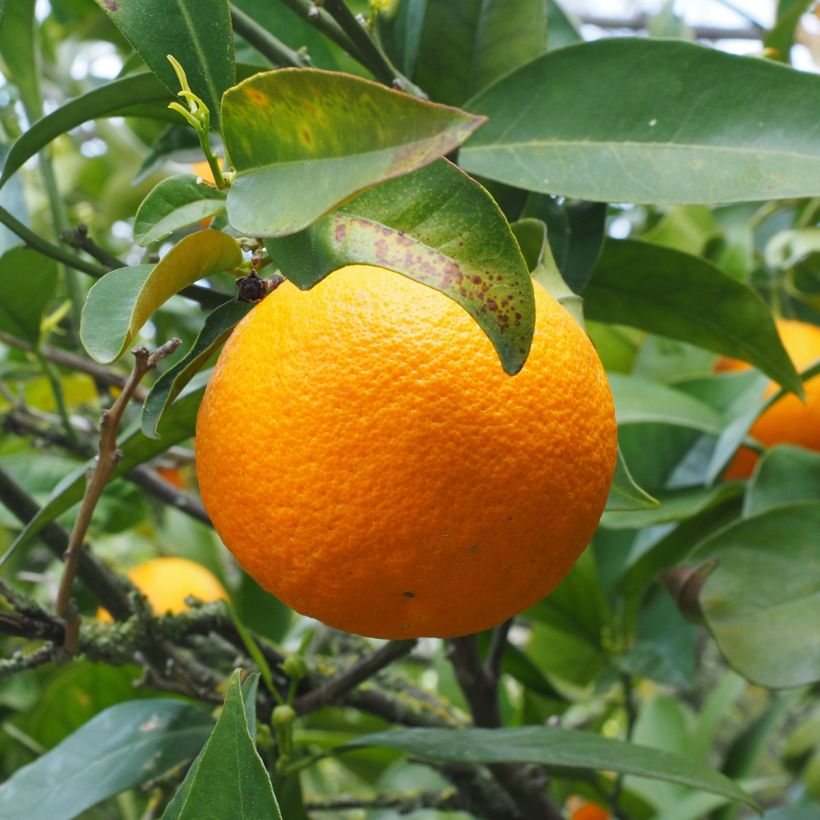 Oranger - Citrus sinensis (Harvest)