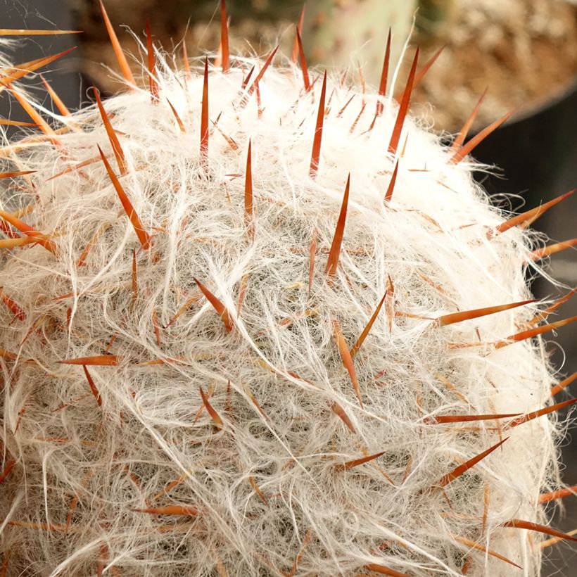 Oreocereus trollii - Vieil homme des Andes (Foliage)