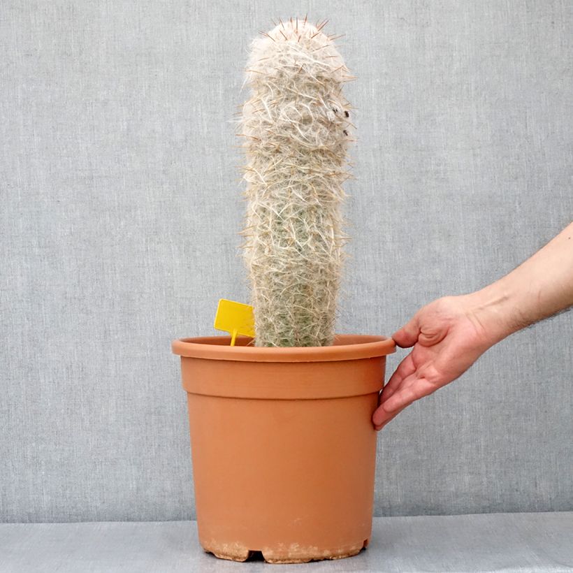 Example of Oreocereus trollii - Vieil homme des Andes Pot de 7,5L/10L as you get in automne