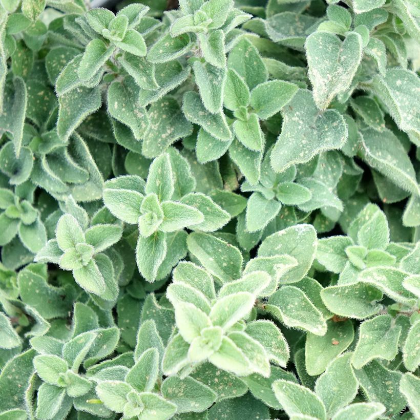 Origan Hot and Spicy  (Foliage)