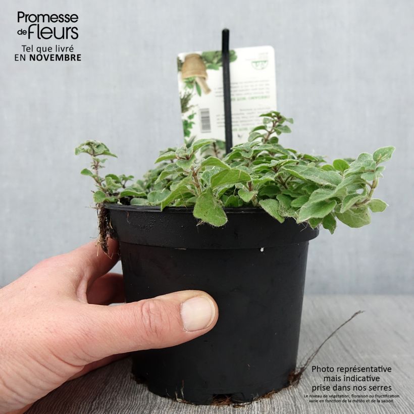 Example of Origan Hot and Spicy  Pot de 1,5L/2L as you get in automne