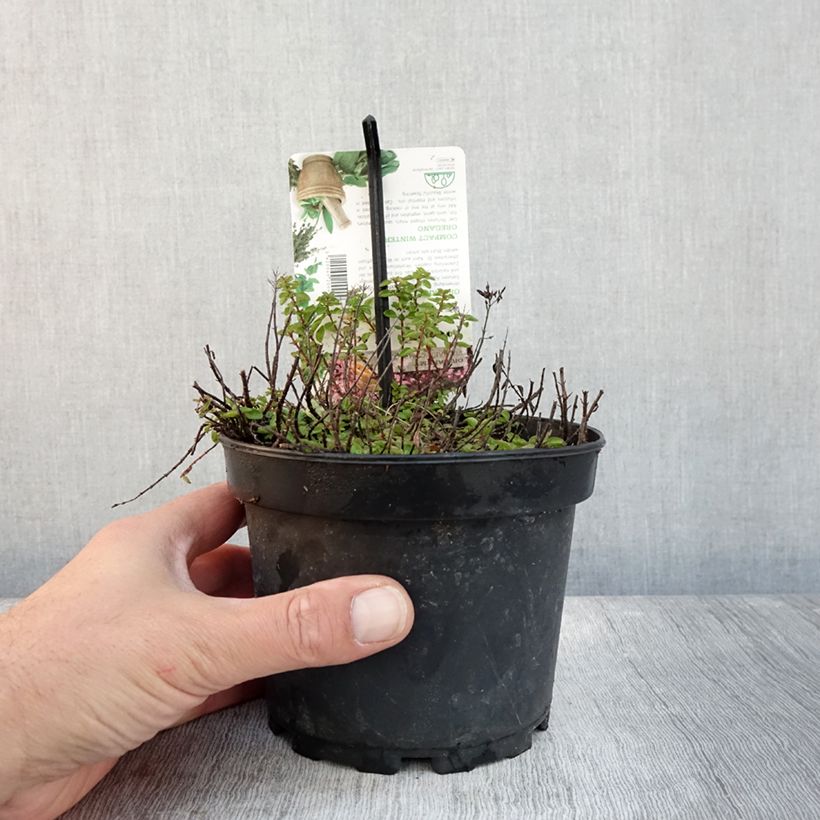 Example of Origan - Origanum vulgare Compactum Pot de 1,5L/2L as you get in automne