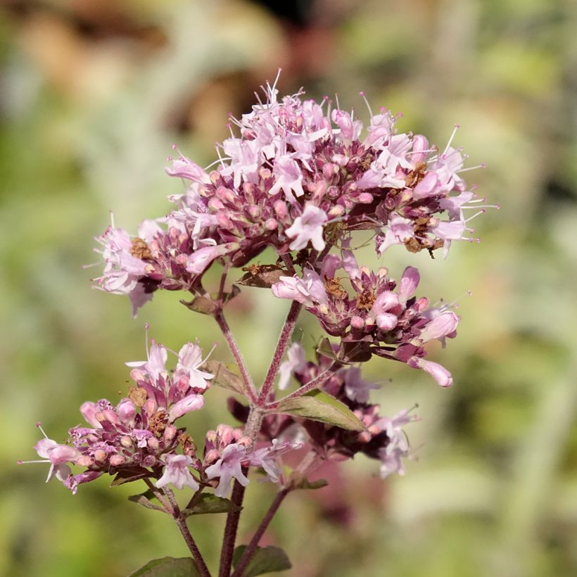 Origan - Marjolaine vivace  (Flowering)