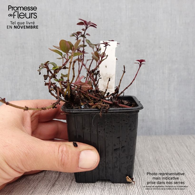 Example of Origanum laevigatum Herrenhausen -  Origan pourpre - Marjolaine Godet de 8/9 cm as you get in automne