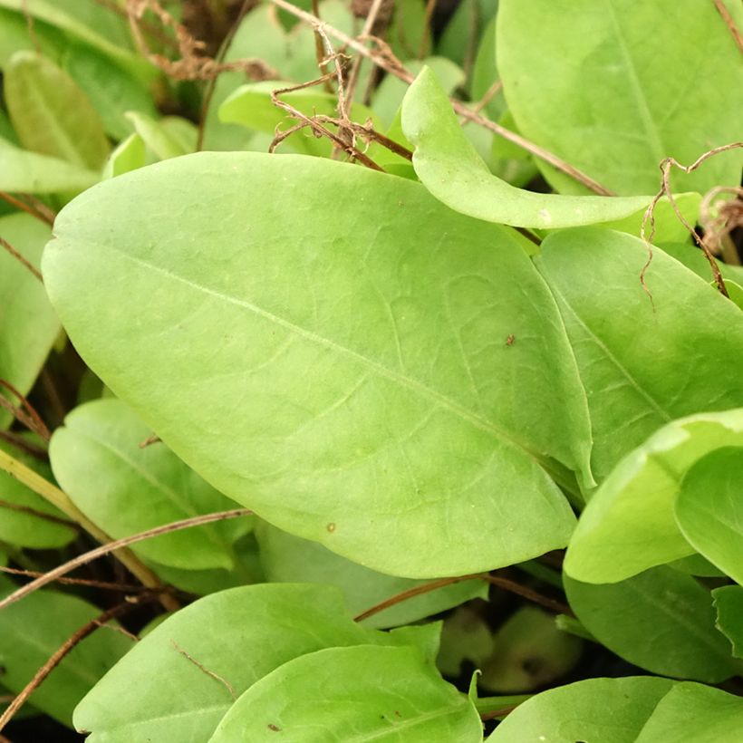Oseille douce - Rumex scutatus en plants (Foliage)