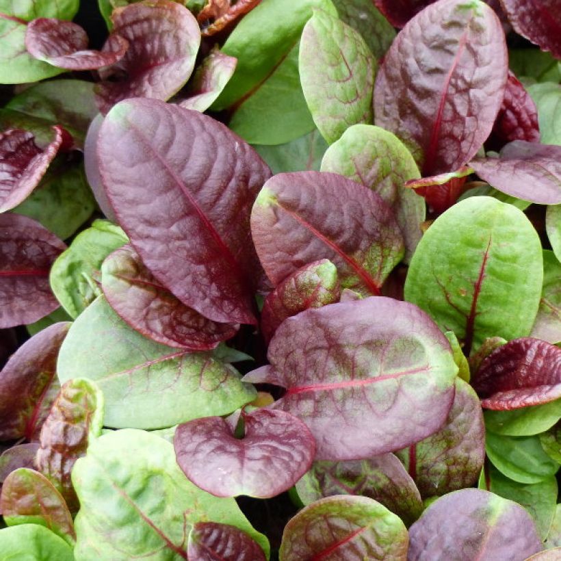 Oseille pourpre BIO - Rumex purpurea (Harvest)