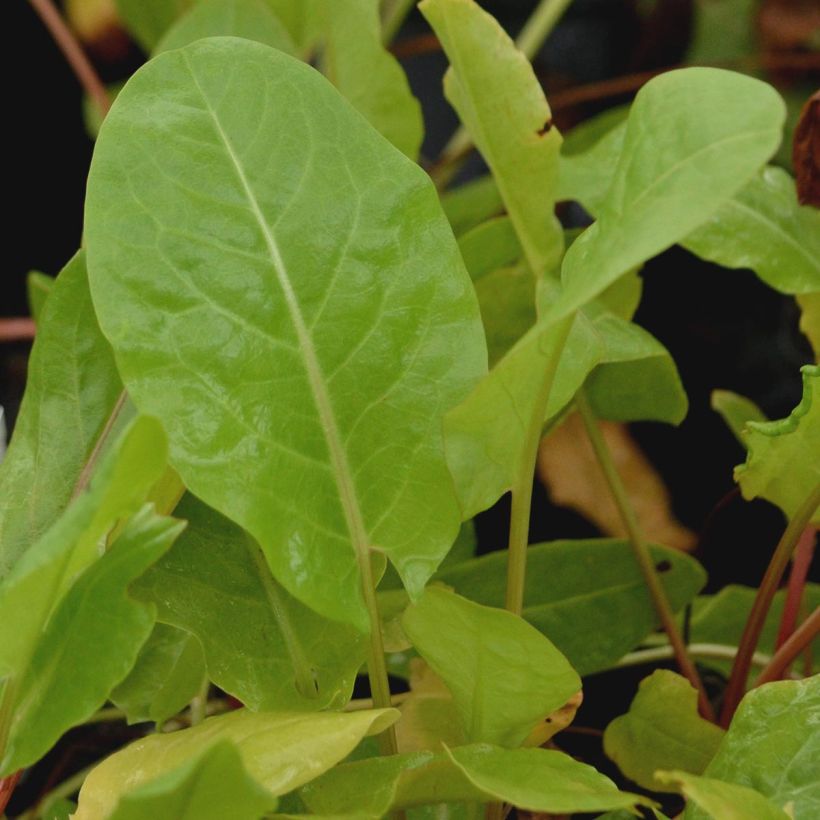 Oseille sauvage - Rumex acetosa (Foliage)