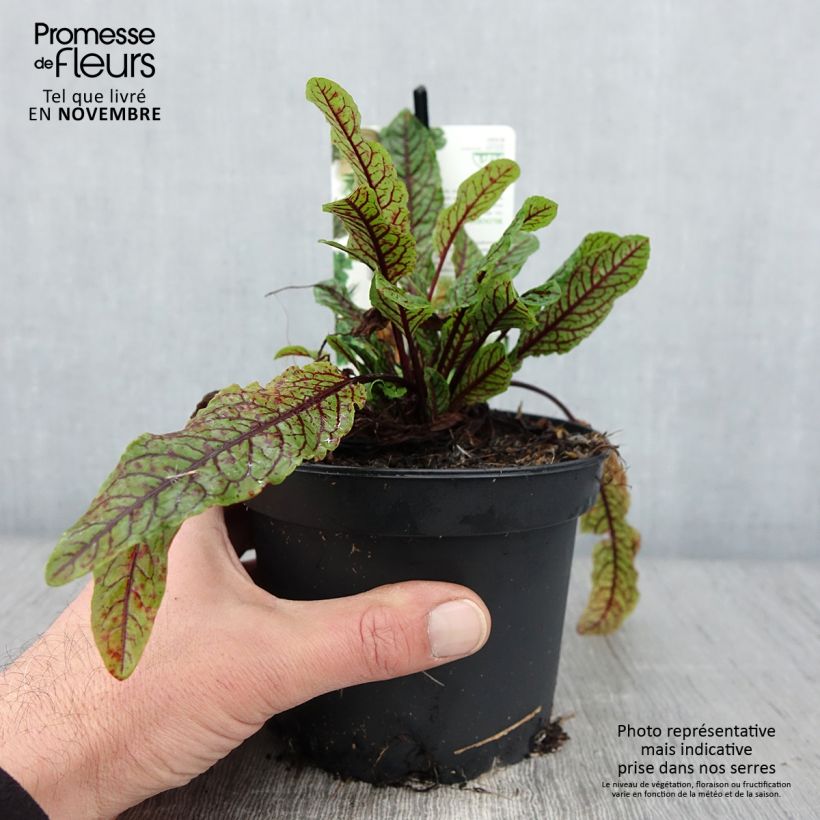 Example of Oseille sanguine - Rumex sanguineus Pot de 1,5L/2L as you get in automne