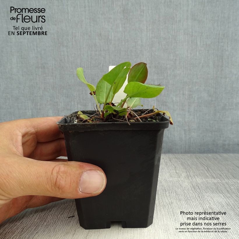 Example of Oseille sauvage - Rumex acetosa Godet de 8/9 cm as you get in ete