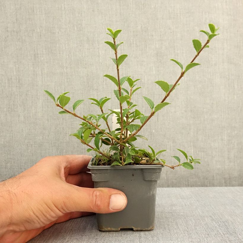 Example of Osmanthus delavayi - Osmanthe de Delavay Godet de 8/9 cm as you get in ete