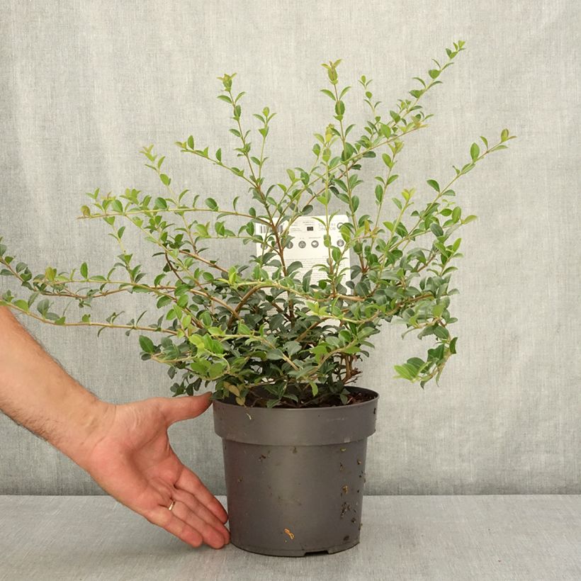 Example of Osmanthus delavayi Perfume of Nature - Osmanthe Pot de 3L/4L as you get in ete