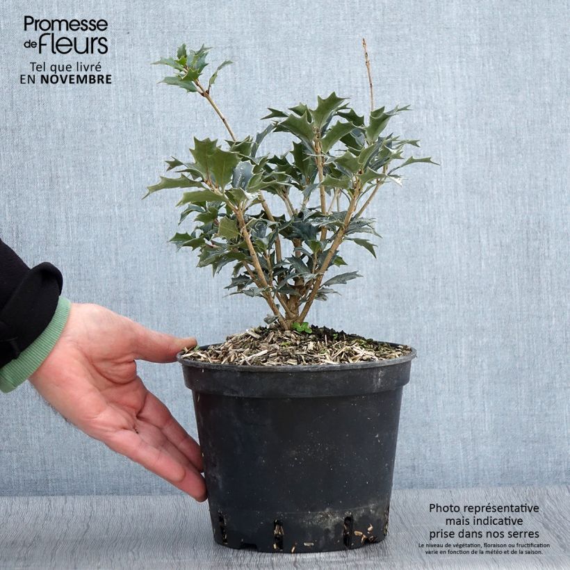Example of Osmanthus heterophyllus - Osmanthe à feuilles de houx Pot de 3L/4L as you get in automne