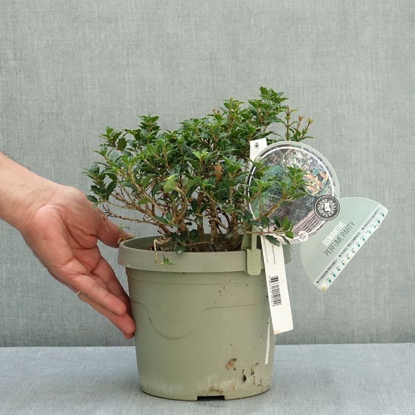Example of Osmanthus heterophyllus Perfume Party - Osmanthe Pot de 3L/4L as you get in ete