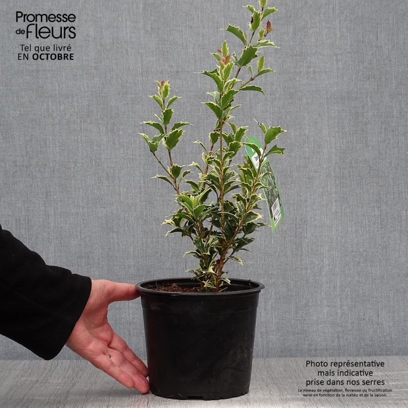 Example of Osmanthus heterophyllus Variegatus - Osmanthe panaché Pot de 3L/4L as you get in automne