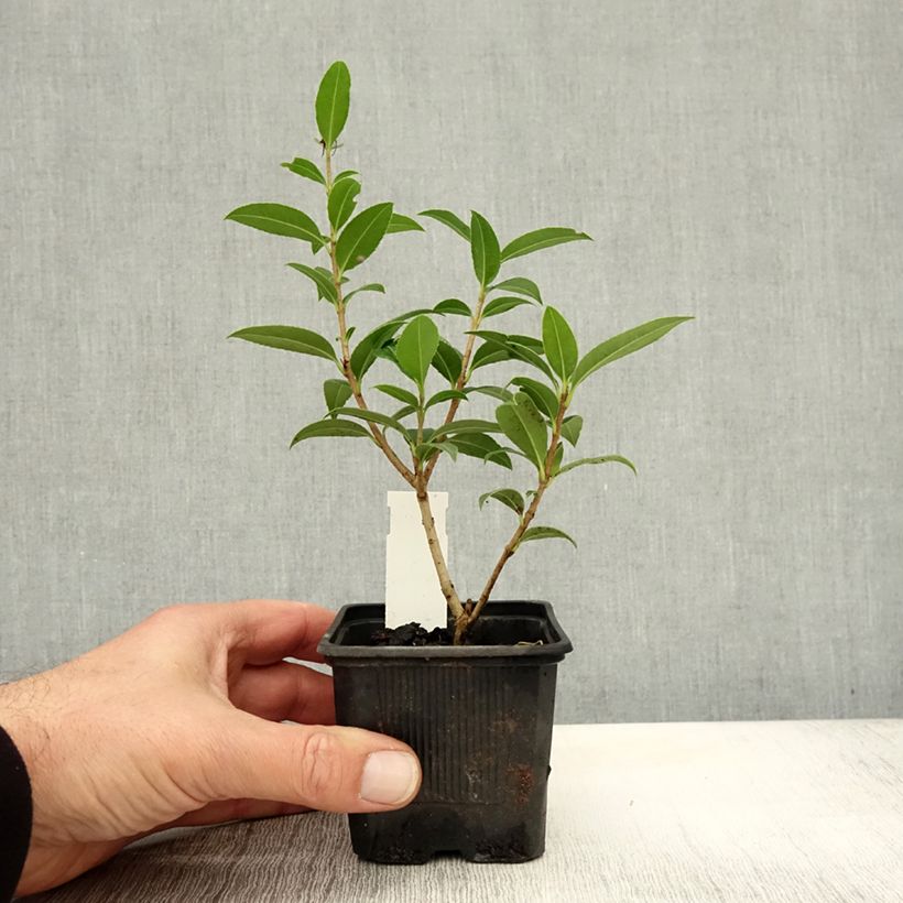 Example of Osmanthus serrulatus - Osmanthe Godet de 8/9 cm as you get in automne
