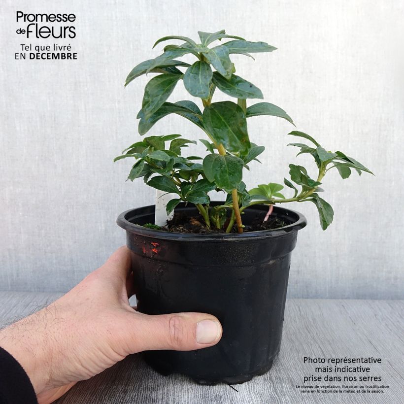 Example of Pachysandra terminalis Pot de 2L/3L as you get in automne