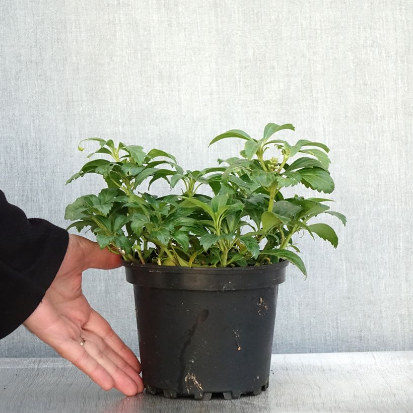 Example of Pachysandra terminalis Green Carpet Pot de 2L/3L as you get in automne