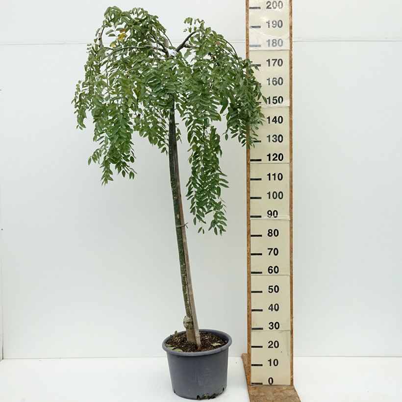 Example of Pagode japonaise - Sophora japonica Pendula Pot de 20L/25L, Demi-Tige as you get in ete