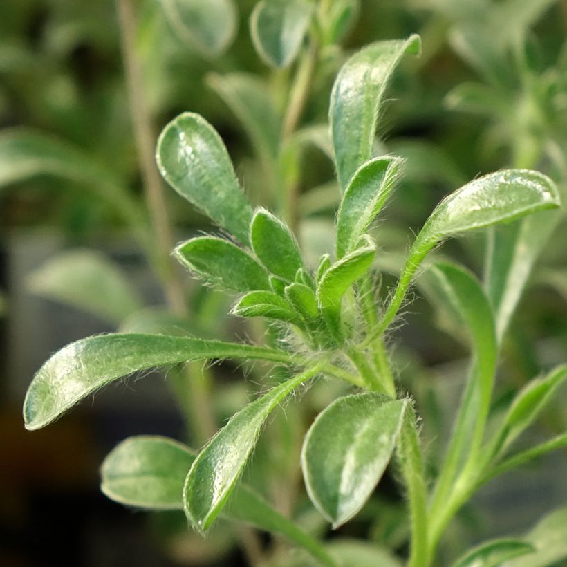 Pallenis maritima Aurelia Gold - Astérolide maritime (Foliage)