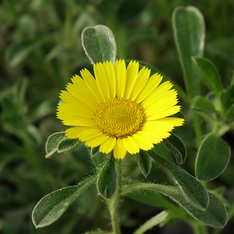 Pallenis maritima Aurelia Gold - Astérolide maritime (Flowering)