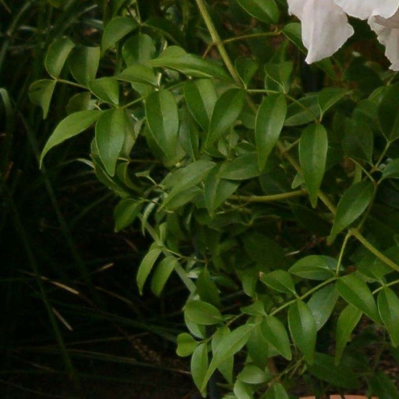 Pandorea jasminoïdes Blanc - Bignone faux jasmin (Foliage)