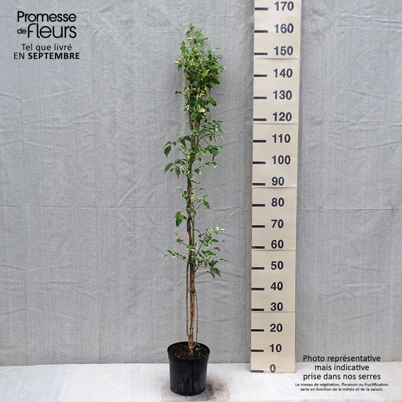 Example of Pandorea jasminoides Variegata - Bignone faux jasmin  Pot de 3L/4L as you get in automne