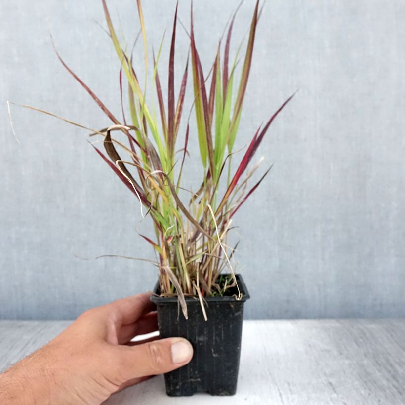 Example of Panic érigé - Panicum virgatum Oxblood Autumn Godet de 8/9 cm as you get in ete