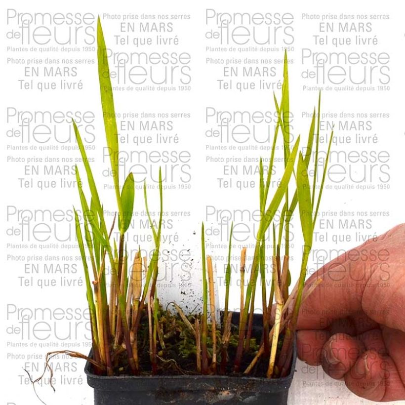 Example of Panic érigé, Panicum virgatum Rotstrahlbusch Pot de 1L/1,5L as you get in printemps
