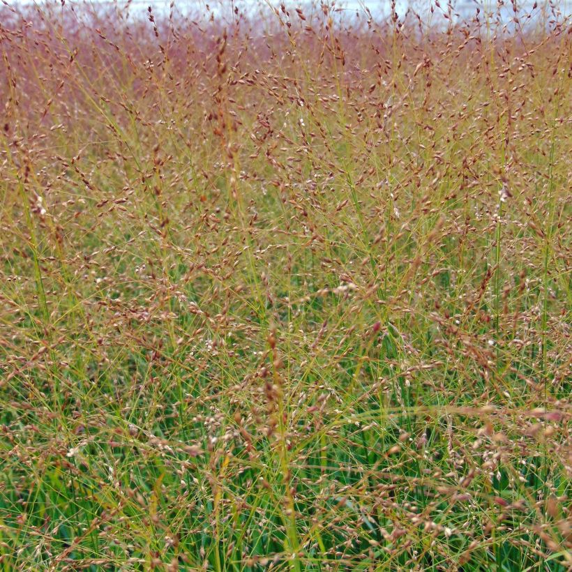 Panic érigé, Panicum virgatum Rotstrahlbusch (Flowering)