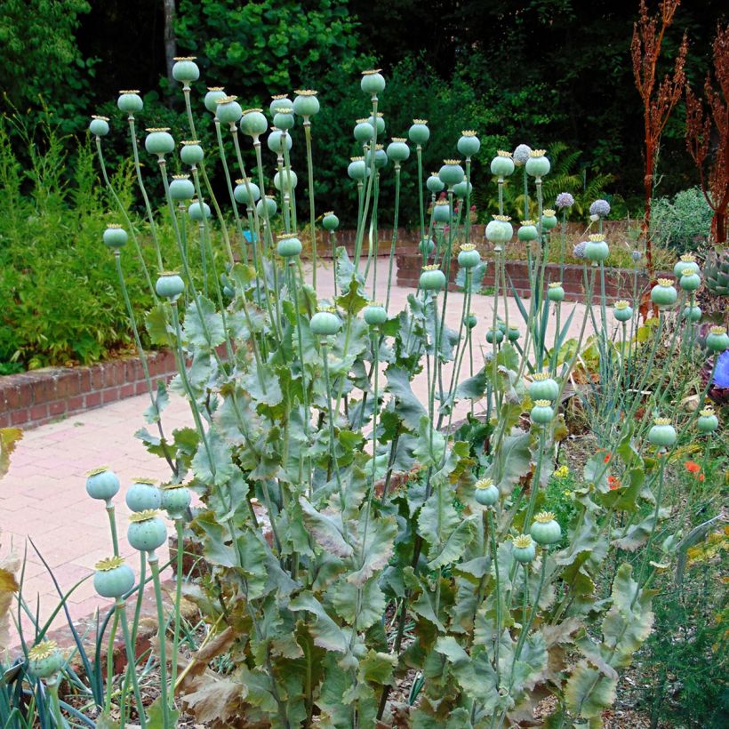 Graines de Pavot - Papaver somniferum nigrum (Plant habit)