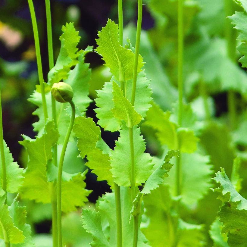 Graines de Pavot - Papaver somniferum nigrum (Foliage)