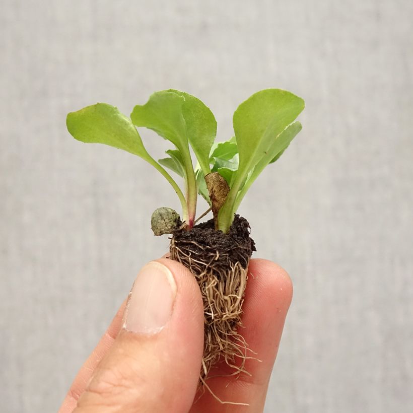 Example of Pâquerette Tasso en mélange Mini-motte - Bellis Perennis Minimotte : motte 2,2 cm x 2 cm en plaque de culture par 35 as you get in automne